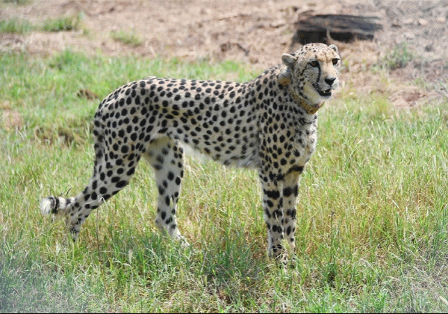 Amazing Story of Cheetahs