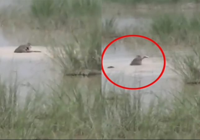 Bahraich Crocodile ate a 12 year old child alive horrific video