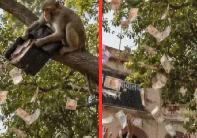 Monkey Snatched a bag from a Lawyer