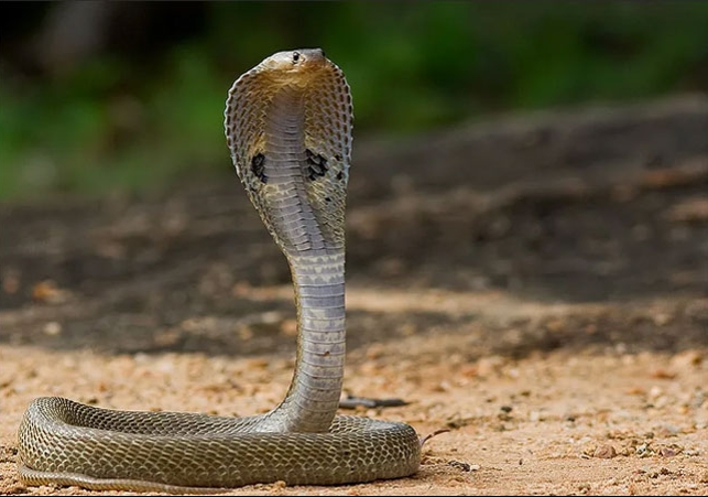 Baraatis Dance with Cobra 