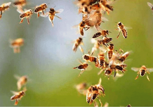 Bee Attack in Khelo Haryana