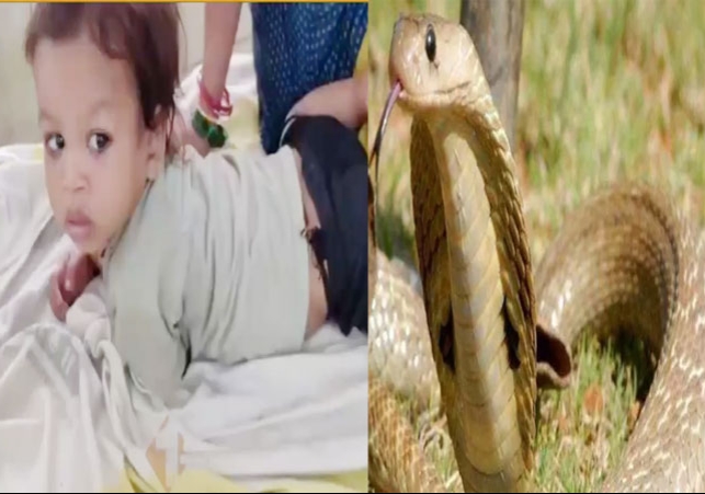 Bihar A One Year Old Child Bites Cobra Snake And Killed It