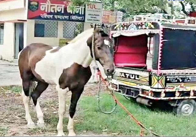 Bihar Horse Arrested For Liquor Smuggling Video Viral News