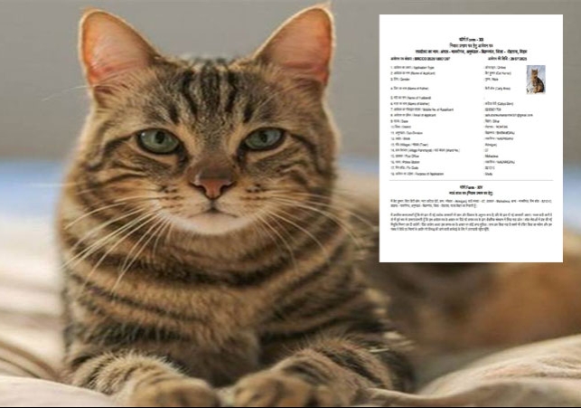 Bihar Male Cat Residence Certificate Application Viral News