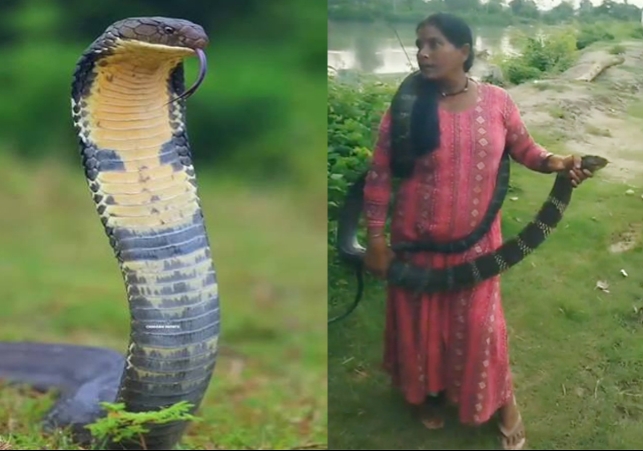 Bihar Woman Rescue 10 Feet King Cobra Snake Viral Video