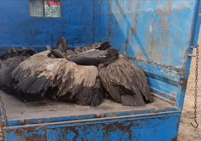 Lakhimpur: 28 Vultures Die Due to Poisoning