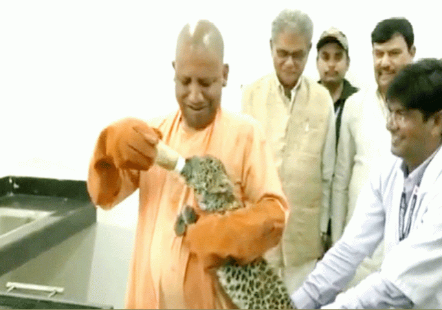 CM Yogi Feeds Milk To Leopard Cub