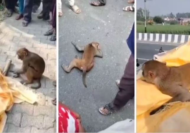 Monkey Crying near Old man Dead Body