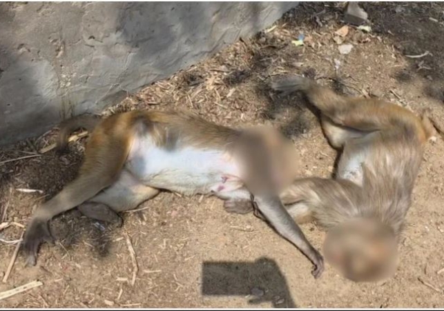 Foreign National Killed Several Monkeys