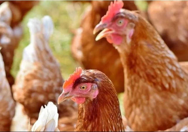 Bird Flu Panic in UP