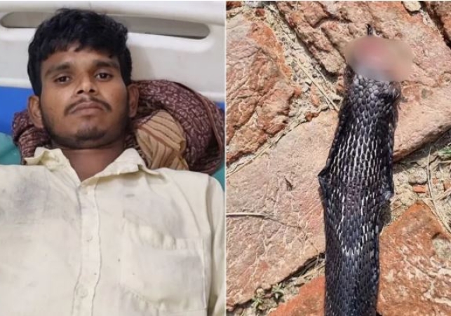 Angry Young Man Chewed off the Snake's Hood