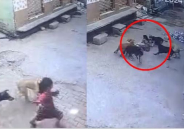 stray dogs attacked a six-year-old girl
