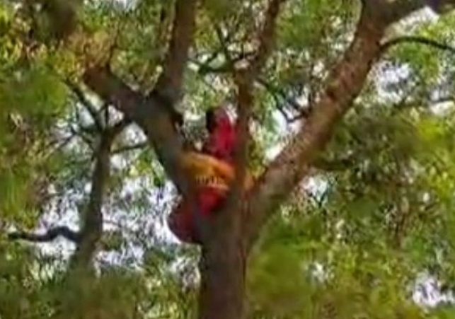 Woman climbs tree for justice