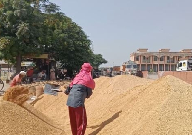 Paddy Procurement in Haryana