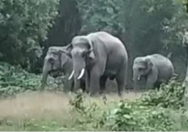 Pilibhit Elephant Attack