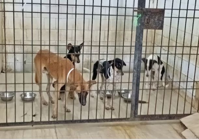 Dogs can also get Life Imprisonment
