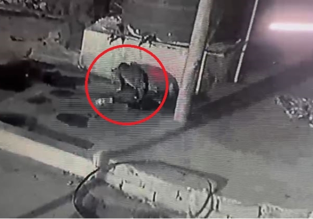 Leopard enters Chandigarh Sector-29 Residential Area