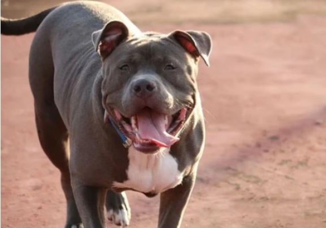 Student dies a month after being bitten by a dog