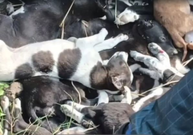 Beat the Dog and its 12 Puppies to Death