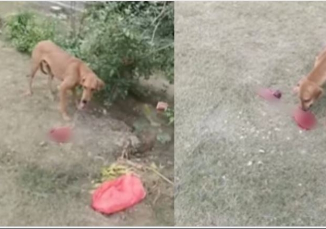 Dog Mauled a Three month Old Foetus