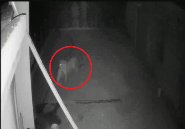 Panther snatches dog from house at 11:45 PM