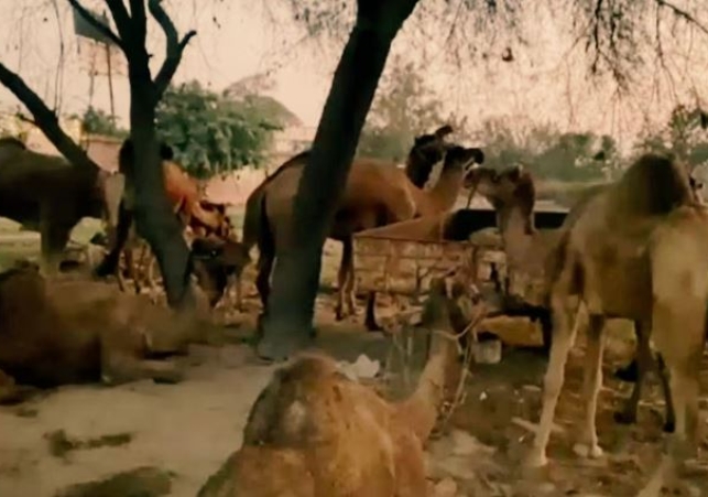 Police seized a truck full of camels in Bathinda