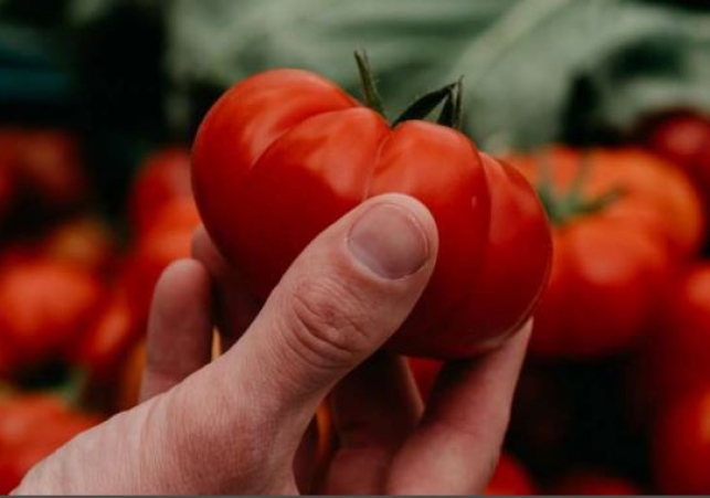 Tomato Price Rise