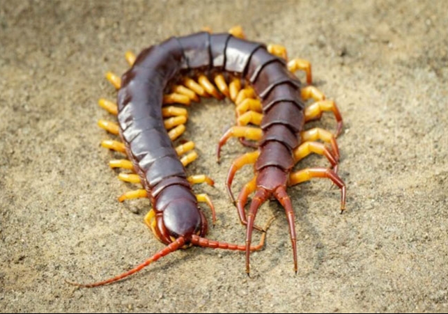 Centipede lucky bug