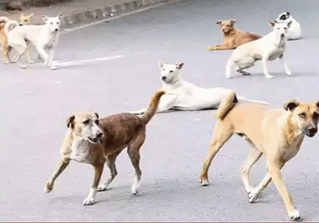 Chandigarh Dogs Sterilization 79 lakh Spent News Update