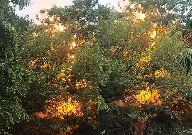 Chandigarh High Voltage Line Burnt Tree