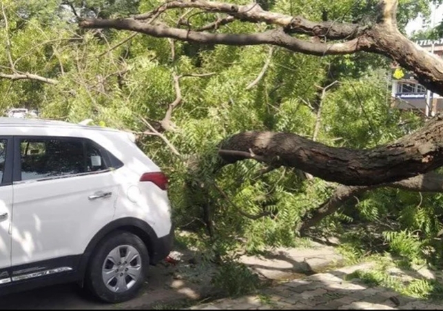 Chandigarh Tree Fell Incident Again