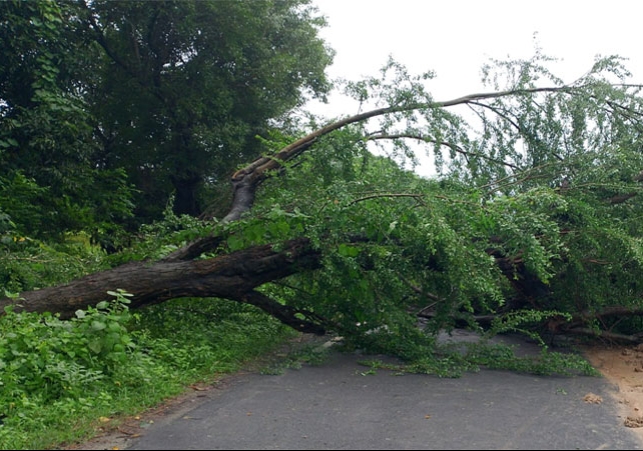 Chandigarh Tree Fell Near Hallomajra Light Point Heavy Jam On Road