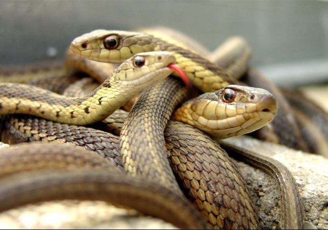 Chennai Airport Woman 22 Snakes Found
