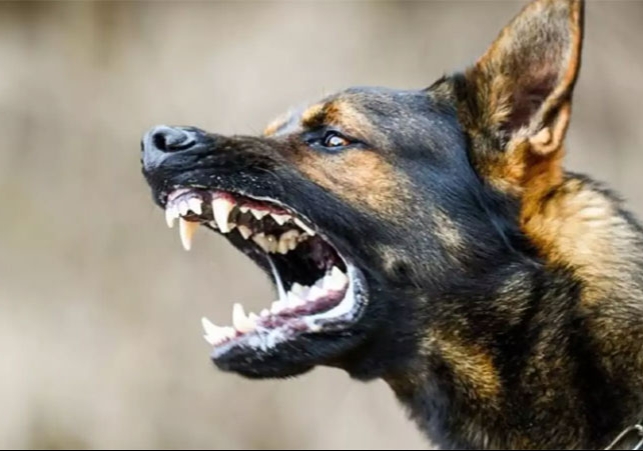 Court Sentences on Dog Bites