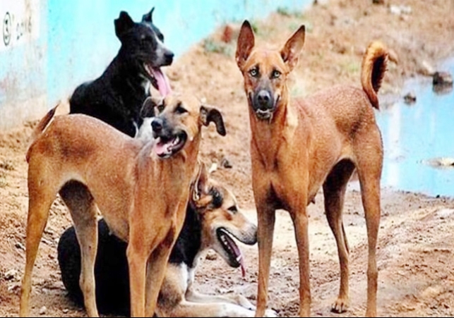 Crorepati Dogs in Gujarat