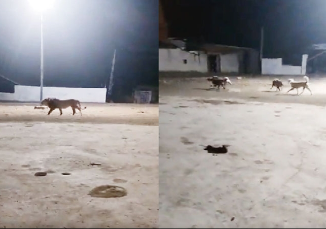  Dogs Chased Away The Lion Viral Video