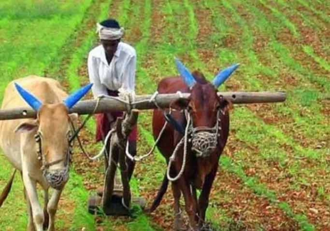 Farmers should do these measures to save crops from pests