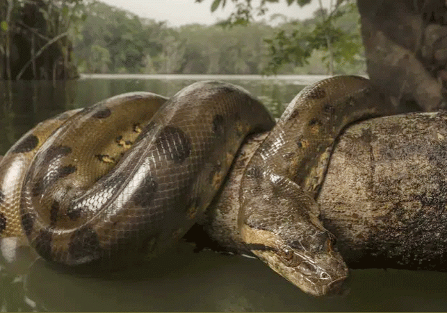 Female Anaconda Kills Partner After Sex