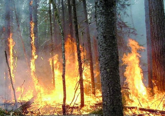 Fire-in-shimla