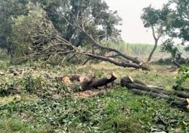Forest Department Junior Assistant Accused