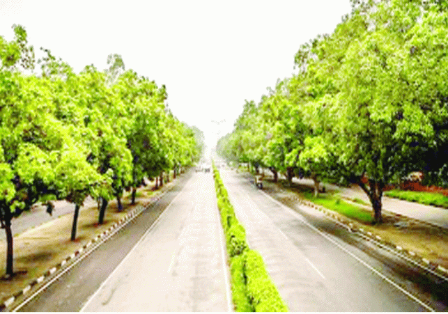 A committee of experts will examine the existing trees and greenery in the city