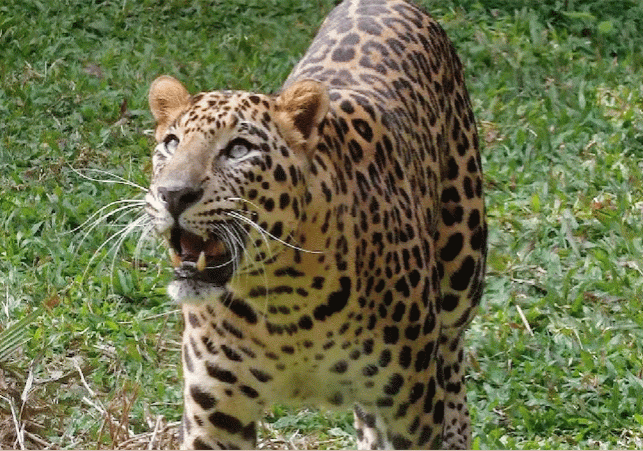 Ghaziabad Court Leopard News
