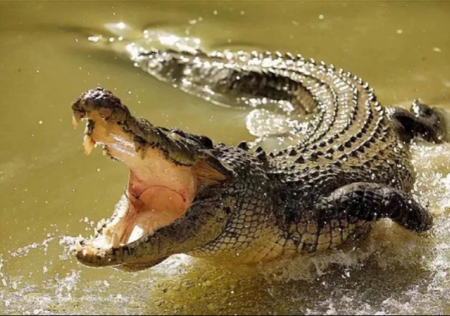 Gonda Young Man Dragged By Crocodiles During Mother-in-law Funeral