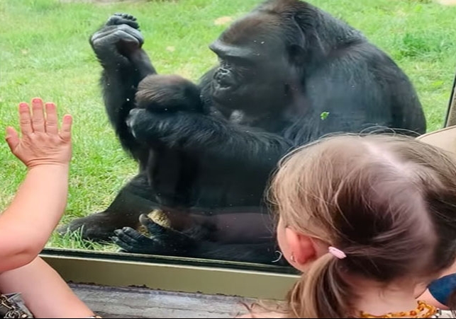 Gorilla mother love baby gorilla