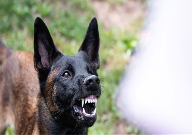 Haryana Panipat Dog Dies After Bites Man Viral News