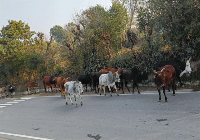 Himachal-Animal-in-road
