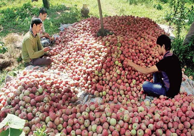 Adani's arbitrariness will not work now, apple sellers got option