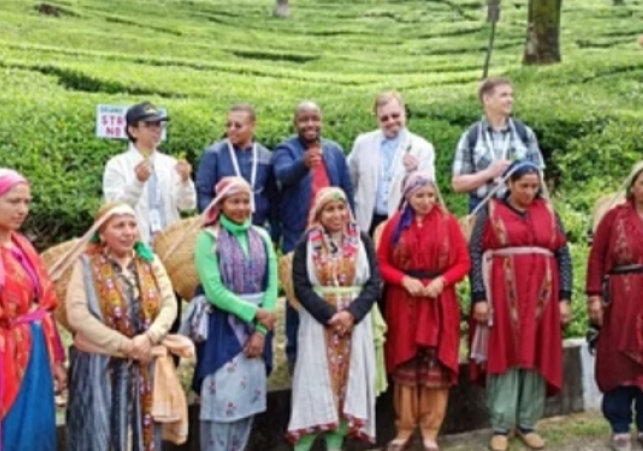 Foreign guests who has come for G20 summit visited tea garden in dharmshala