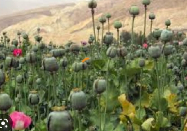Poppy Plants caught in Chamlog
