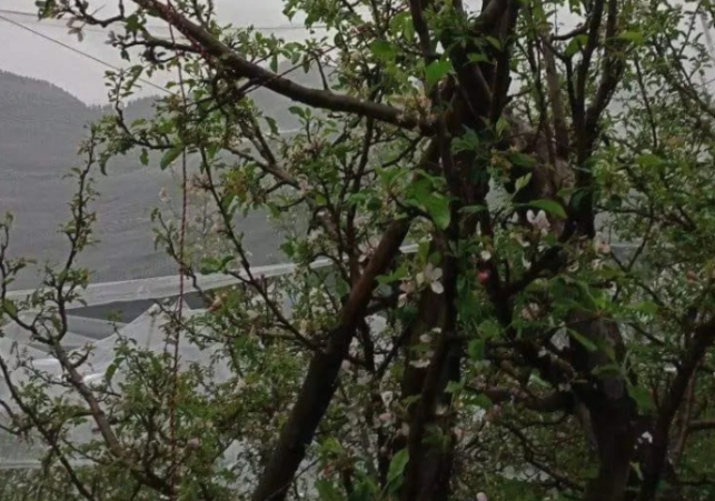 Heavy damage to apple crops due to hailstorm in various areas of Shimla.